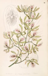 Encyclia ambigua